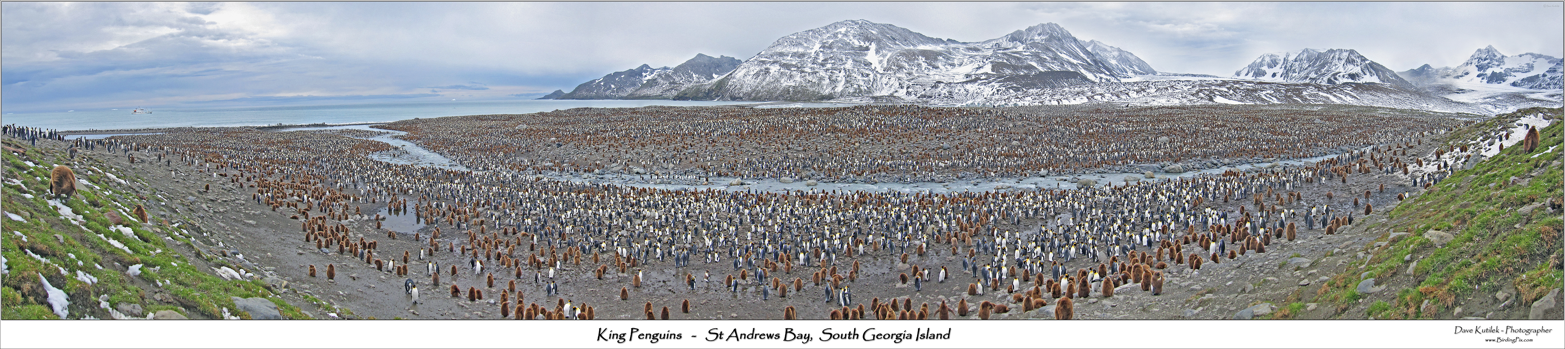King Penguins