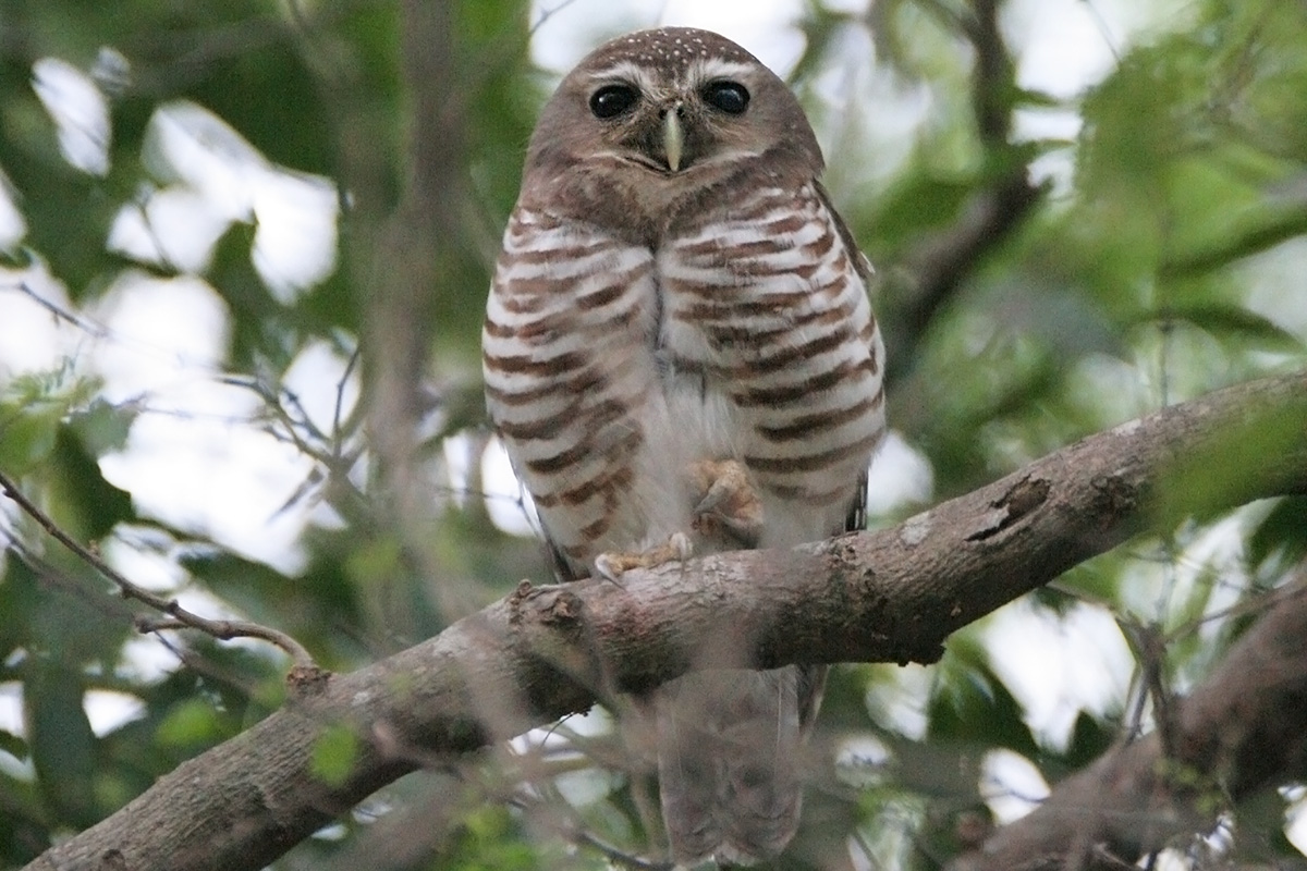 Madagascar Birding