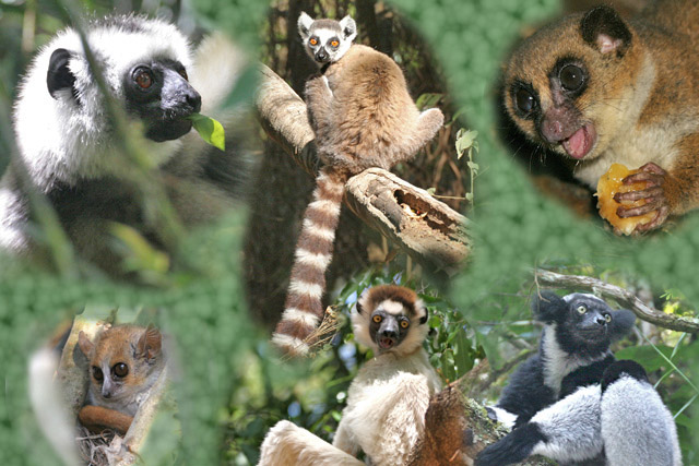 Madagascar Lemurs