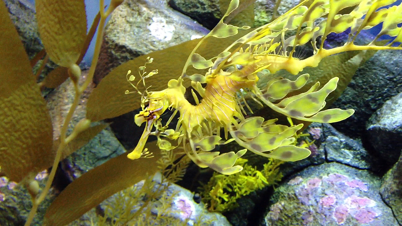Leafy Dragon Seahorse